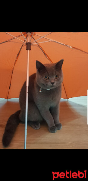 British Shorthair, Kedi  Darwin fotoğrafı