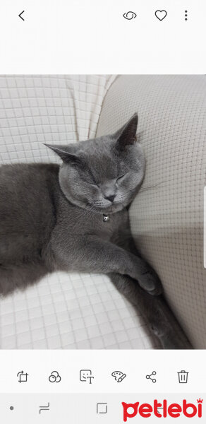 British Shorthair, Kedi  Darwin fotoğrafı