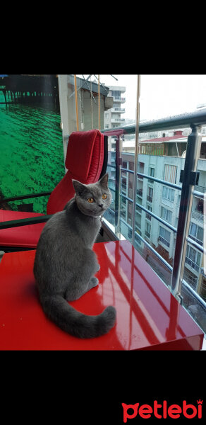 British Shorthair, Kedi  Darwin fotoğrafı