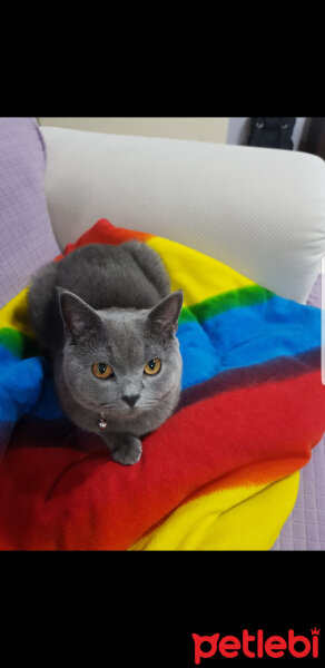 British Shorthair, Kedi  Darwin fotoğrafı