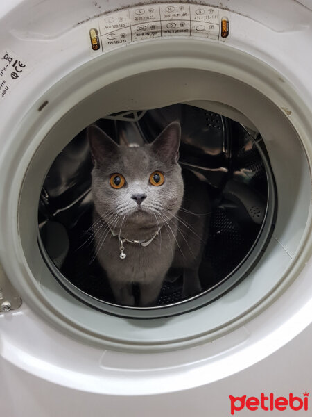 British Shorthair, Kedi  Darwin fotoğrafı