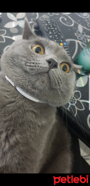 British Shorthair, Kedi  Darwin fotoğrafı