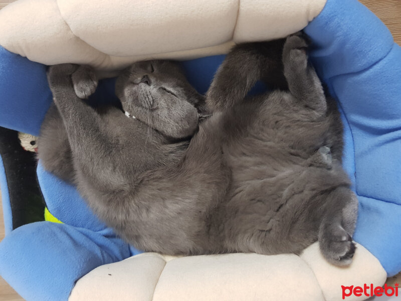 British Shorthair, Kedi  Darwin fotoğrafı