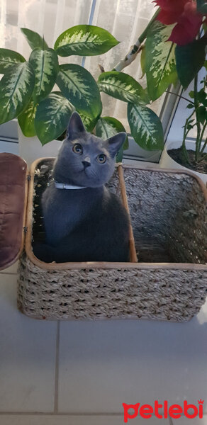 British Shorthair, Kedi  Darwin fotoğrafı