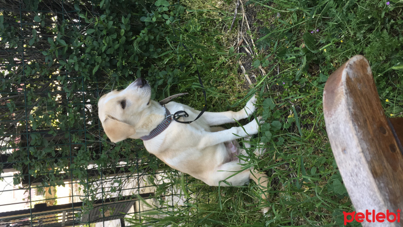 Labrador Retriever, Köpek  Ares fotoğrafı