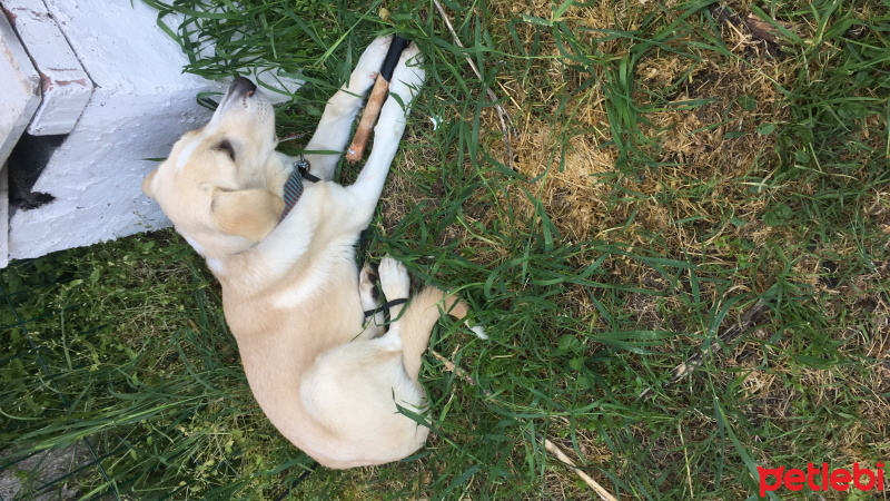 Labrador Retriever, Köpek  Ares fotoğrafı