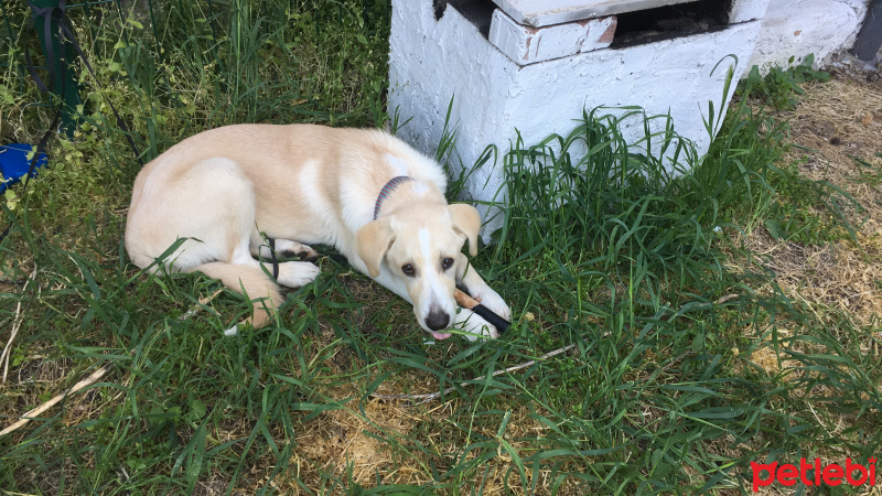 Labrador Retriever, Köpek  Ares fotoğrafı