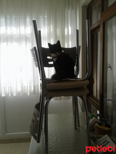Tuxedo (Smokin) Kedi, Kedi  Kıtır fotoğrafı