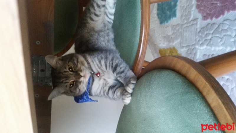 British Shorthair, Kedi  Duman fotoğrafı