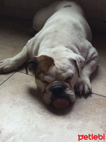 İngiliz Bulldog, Köpek  Dana fotoğrafı