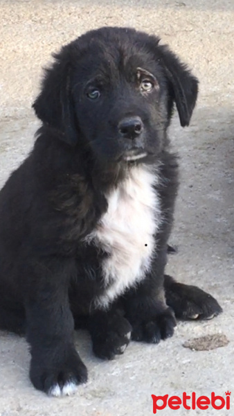 Kars Çoban Köpeği, Köpek  Kömür fotoğrafı