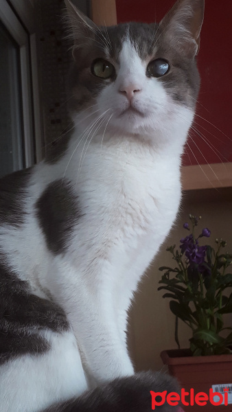 Tekir Kedi, Kedi  Şanslı fotoğrafı