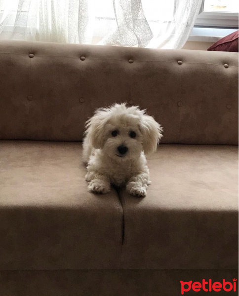 Maltese, Köpek  Boncuk fotoğrafı
