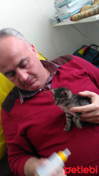 Tekir Kedi, Kedi  Tekir fotoğrafı