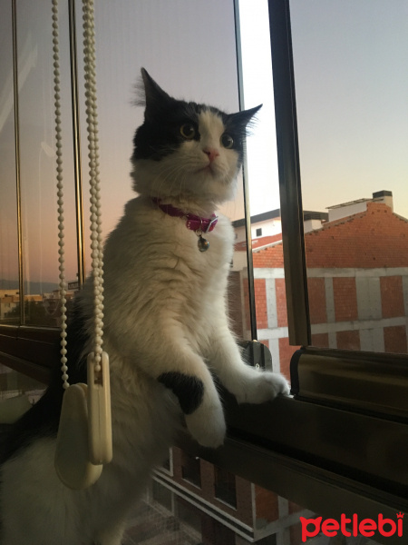 Tuxedo (Smokin) Kedi, Kedi  Yoda fotoğrafı