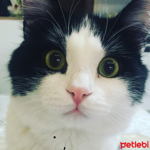 Tuxedo (Smokin) Kedi, Kedi  Yoda fotoğrafı