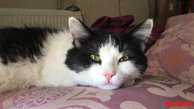 Tuxedo (Smokin) Kedi, Kedi  Yoda fotoğrafı
