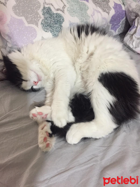 Tuxedo (Smokin) Kedi, Kedi  Yoda fotoğrafı