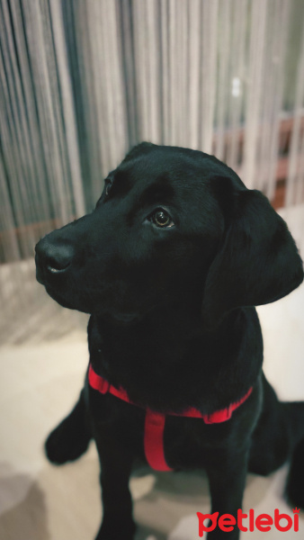 Labrador Retriever, Köpek  Pia fotoğrafı