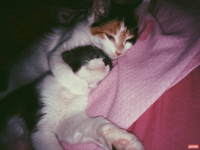 Chinchilla, Kedi  Bıyık fotoğrafı