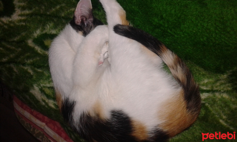 Tekir Kedi, Kedi  Narin fotoğrafı
