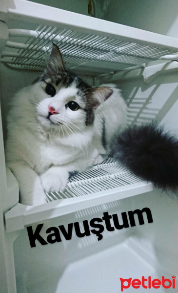 Norwegian Forest, Kedi  Bade fotoğrafı