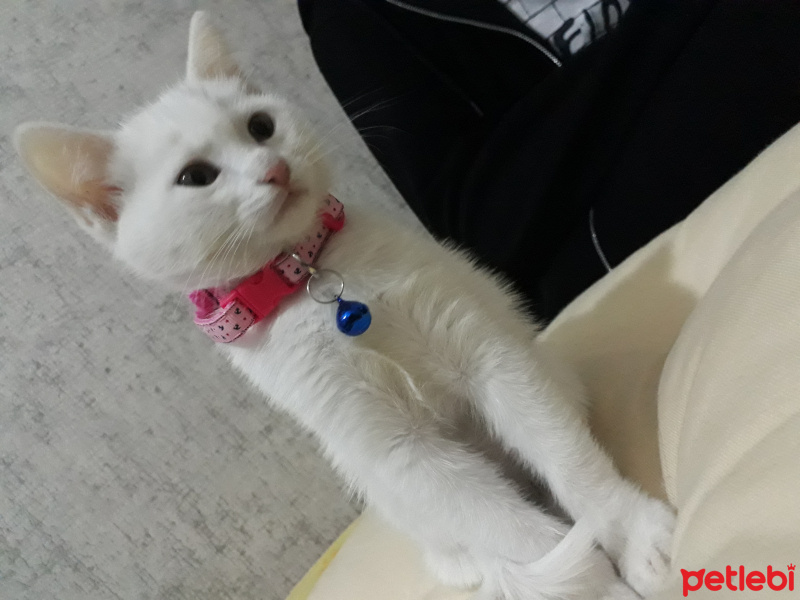 Ankara Kedisi, Kedi  Vera fotoğrafı