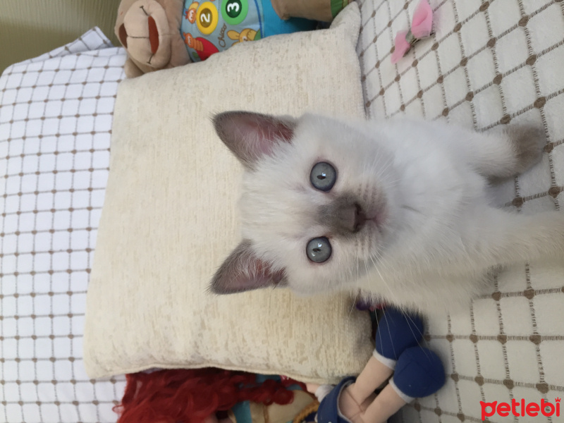 British Shorthair, Kedi  Mecnun fotoğrafı