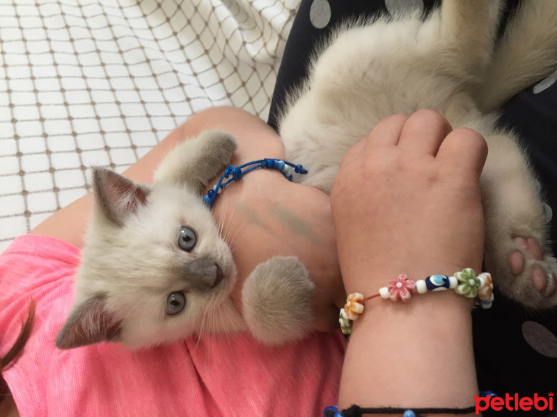 British Shorthair, Kedi  Mecnun fotoğrafı