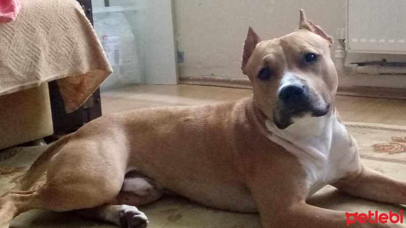 Staffordshire Bull Terrier, Köpek  JOKER fotoğrafı