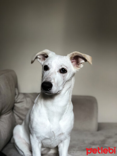 Jack Russell Terrier, Köpek  Badem fotoğrafı