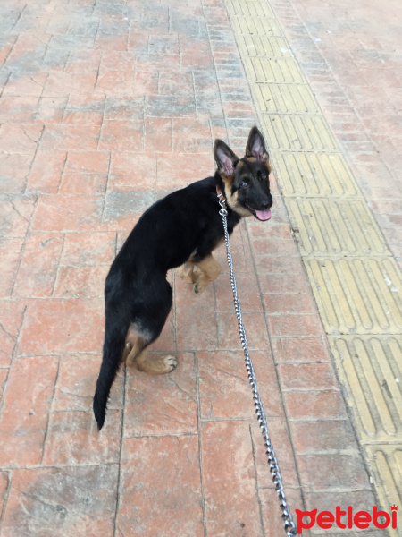 Alman Çoban Köpeği, Köpek  Haydut fotoğrafı