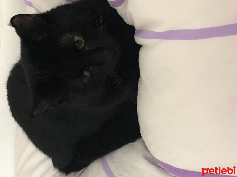 Bombay, Kedi  Uzay Gece fotoğrafı