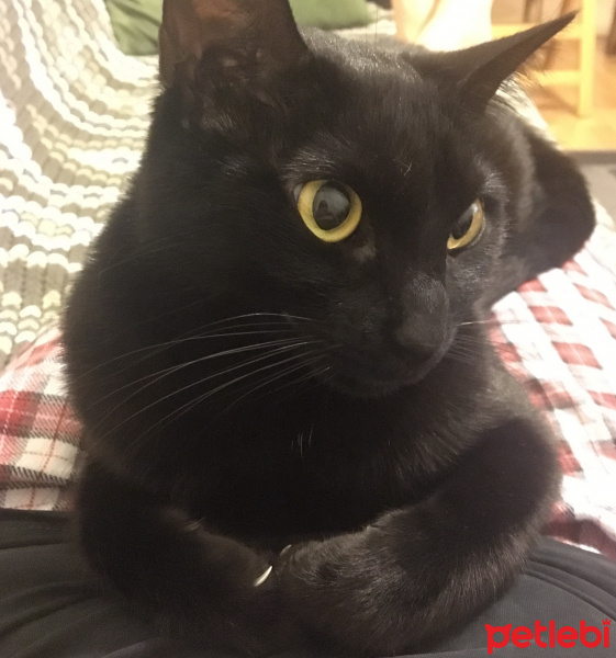 Bombay, Kedi  zeytin fotoğrafı
