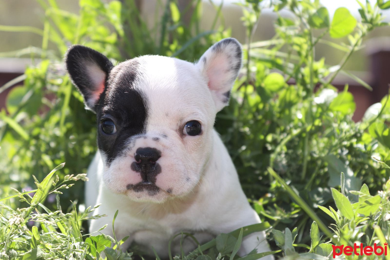 Fransız Bulldog, Köpek  Bella fotoğrafı