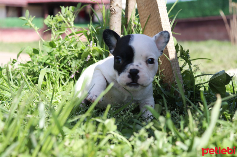Fransız Bulldog, Köpek  Bella fotoğrafı