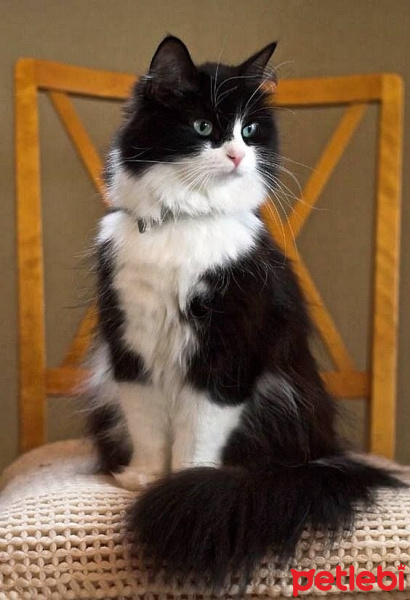 Norwegian Forest, Kedi  Freya fotoğrafı