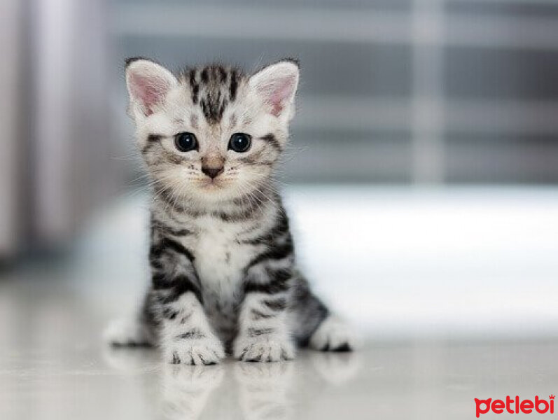 Ankara Kedisi, Kedi  arda fotoğrafı