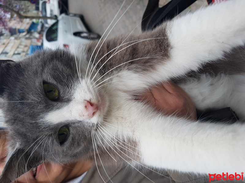 Brazilian Shorthair, Kedi  Pamuk Hanım fotoğrafı
