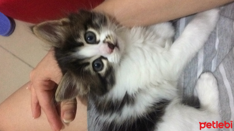 Norwegian Forest, Kedi  Sushi fotoğrafı