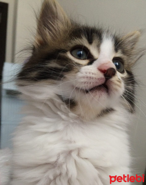 Norwegian Forest, Kedi  Sushi fotoğrafı