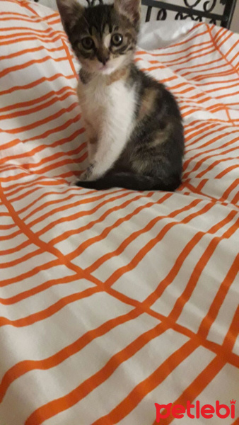 Tekir Kedi, Kedi  Hera fotoğrafı