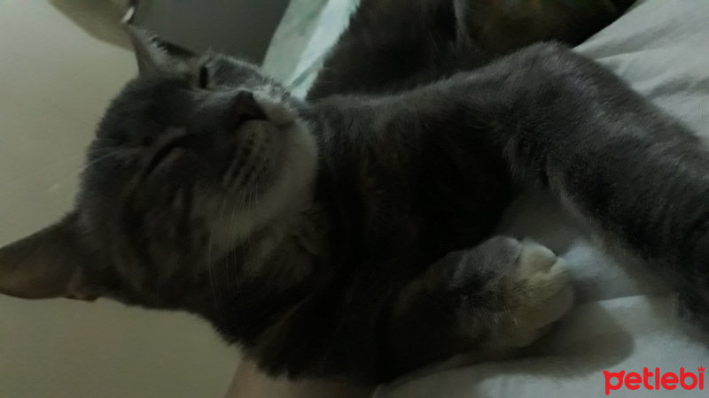 Tekir Kedi, Kedi  Yamyam fotoğrafı