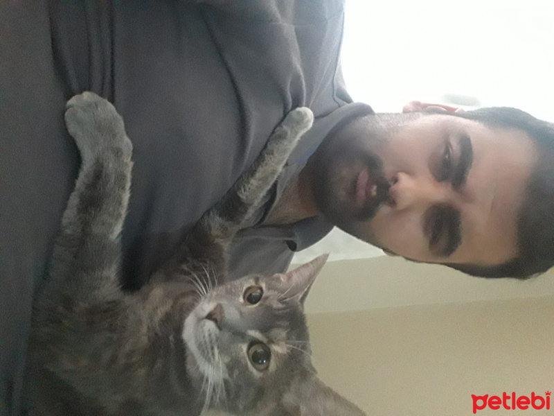 Tekir Kedi, Kedi  Yamyam fotoğrafı