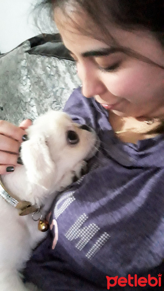 Pekingese, Köpek  Şans fotoğrafı