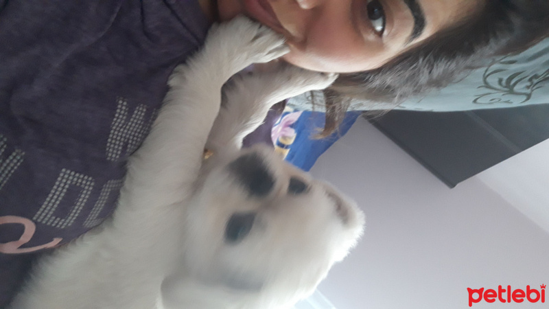 Pekingese, Köpek  Şans fotoğrafı