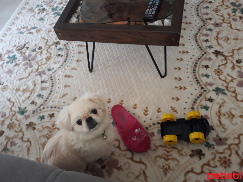 Pekingese, Köpek  Şans fotoğrafı