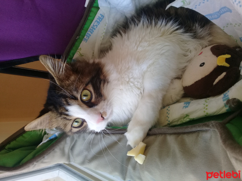 Tekir Kedi, Kedi  Sans fotoğrafı