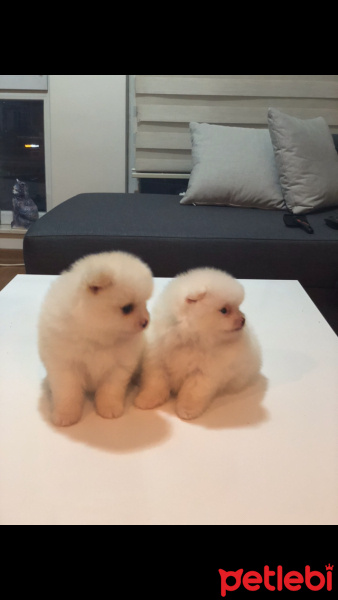 Pomeranyalı, Köpek  ALTIN VE GÜMÜŞ fotoğrafı