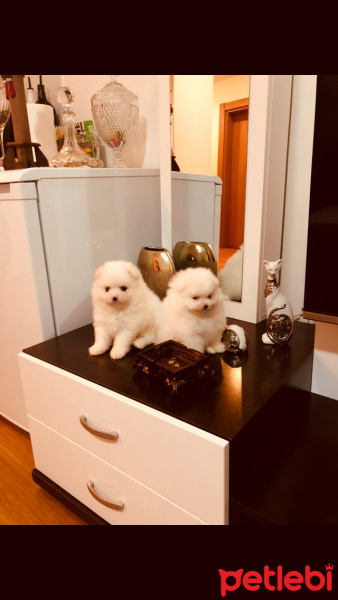 Pomeranyalı, Köpek  ALTIN VE GÜMÜŞ fotoğrafı